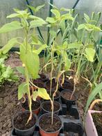 Zonnebloem planten in de serre gekweekt, Jardin & Terrasse, Plantes | Jardin, Enlèvement ou Envoi