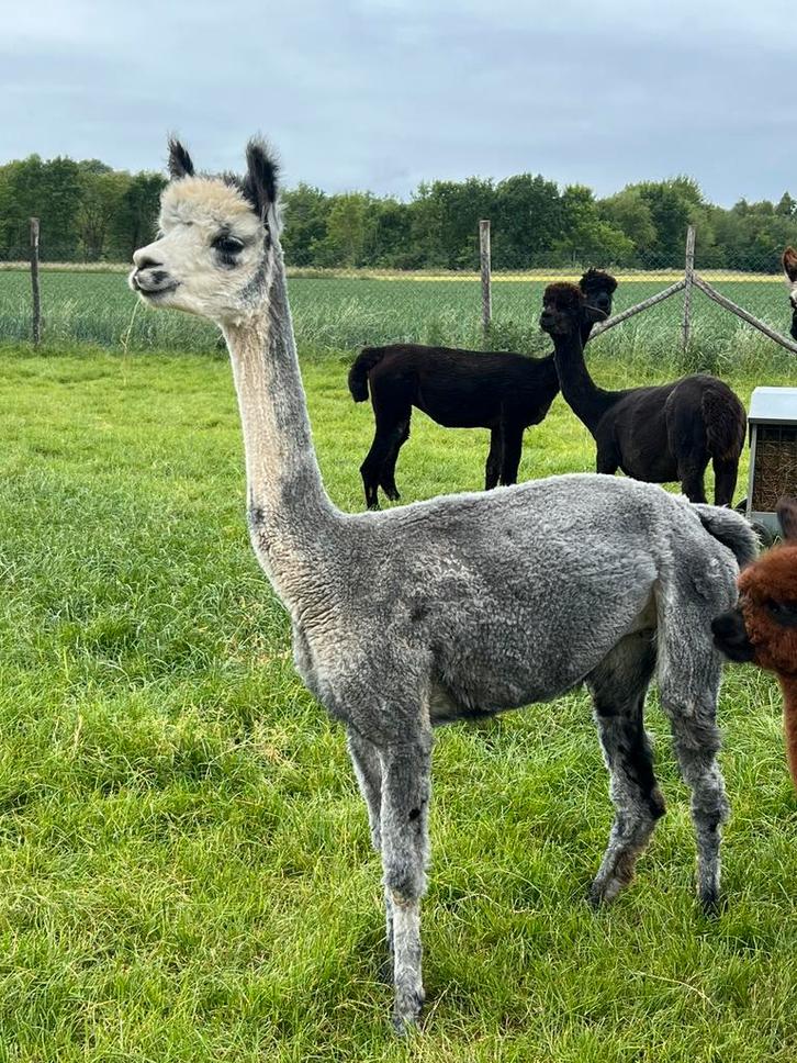 Grijze merrie, Dieren en Toebehoren, Overige Dieren, Vrouwelijk, Mei