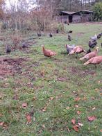 Rode ardenner kalkoenen, Dieren en Toebehoren