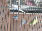 Grasparkieten, Dieren en Toebehoren, Vogels | Kanaries