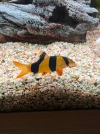 Clown botia, Dieren en Toebehoren, Vissen | Aquariumvissen, Vis, Zoetwatervis, Schoolvis