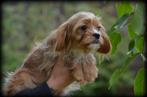 Cavapoo pups, Dieren en Toebehoren, Poedel, België, CDV (hondenziekte), 8 tot 15 weken