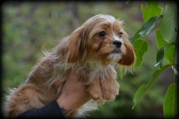 Cavapoo pups beschikbaar voor biedingen