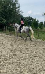 GEZOCHT Projectenpaard(en), Animaux & Accessoires, Chevaux, Jument