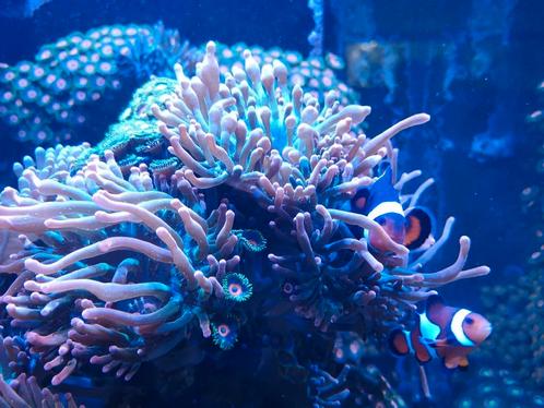 Sunburst tepelanemoon Entacmaea quadricolor, Dieren en Toebehoren, Vissen | Aquariumvissen