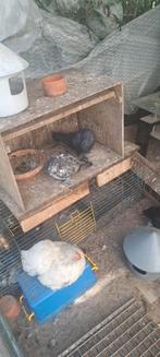 Duiven roller, Dieren en Toebehoren, Vogels | Duiven
