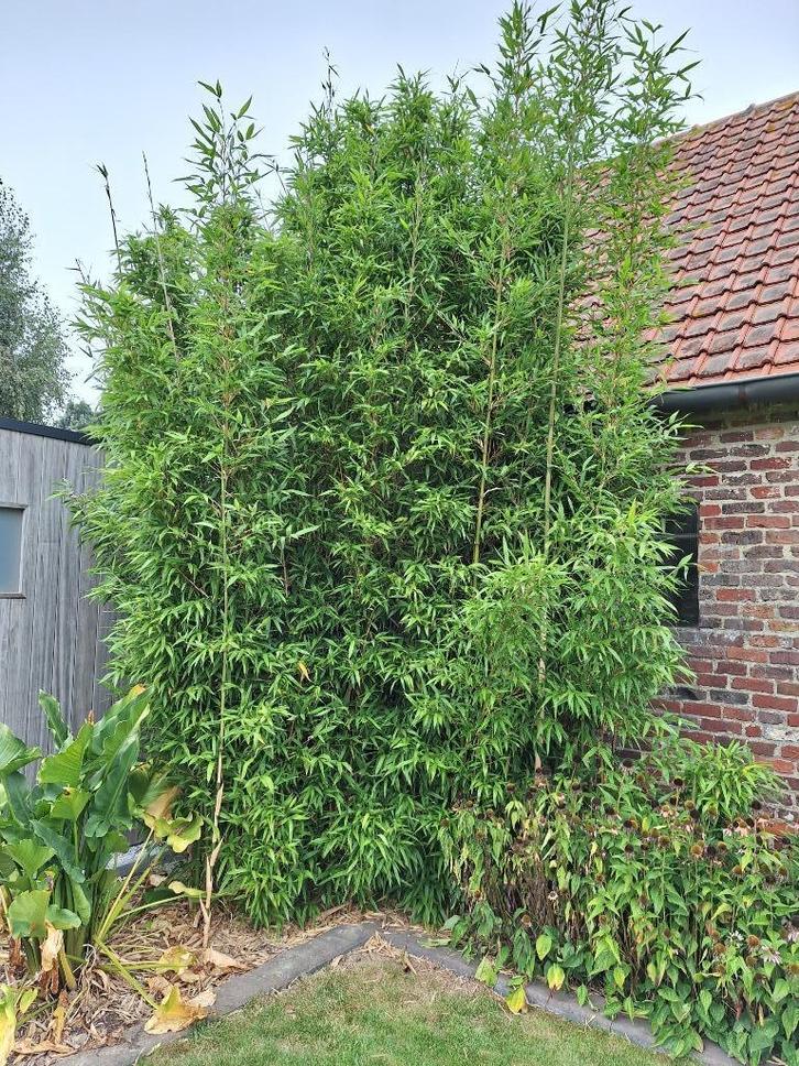 Planten bamboe semirundinaria fastuosa, Tuin en Terras, Planten | Tuinplanten, Ophalen