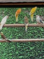 Roodrug parkieten, Dieren en Toebehoren, Vogels | Parkieten en Papegaaien, Meerdere dieren, Parkiet, Geringd