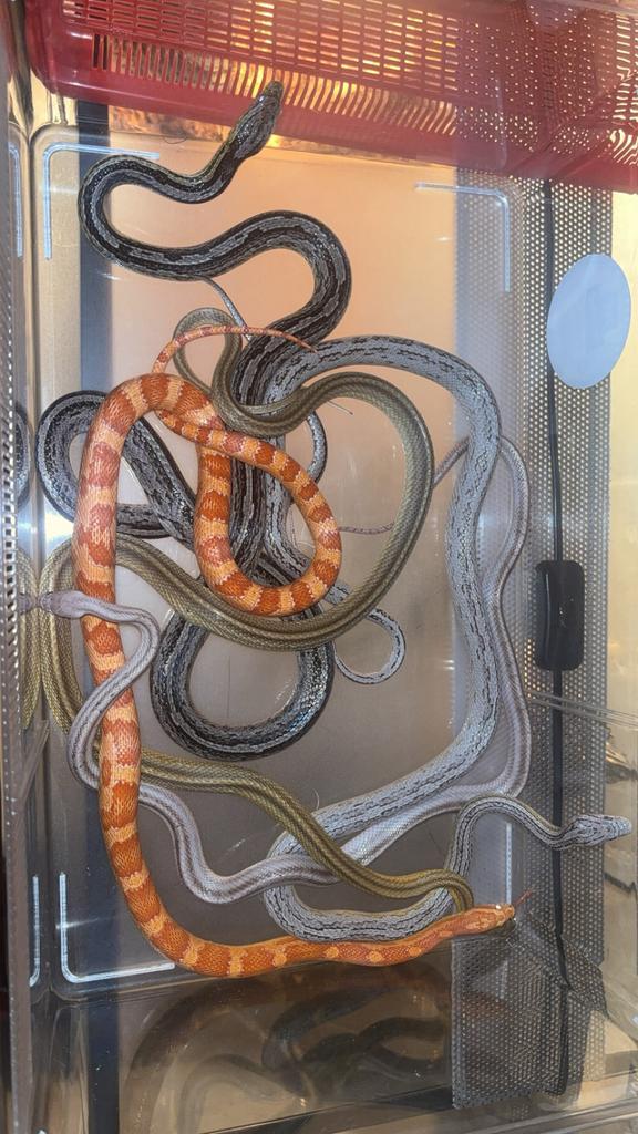 5korenslangen te koop, Dieren en Toebehoren, Reptielen en Amfibieën, Slang, 3 tot 6 jaar, Tam