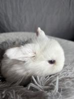 Konijn, Dieren en Toebehoren, Knaagdieren, Oktober, Vrouwelijk, Tam