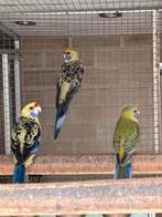 Strogele rosella’s kweekkoppel en onverwant jong koppel, Geringd