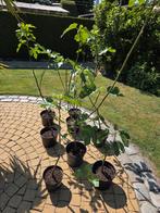 vijgenbomen brown turkey, Tuin en Terras, Ophalen
