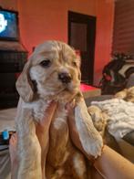 Amerikaanse cockers puppy's, Dieren en Toebehoren, Ophalen, Nieuw