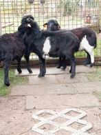 Moutons du Cameroun, Animaux & Accessoires