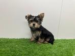 Yorkshire Terrier pups kleine taille