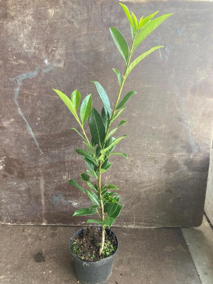 Haagplanten, Tuin en Terras, Planten | Struiken en Hagen, Struik, Beukenhaag, Ophalen