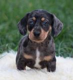 Teckel pups Merle korthaar, België, CDV (hondenziekte), 8 tot 15 weken, Korthaar