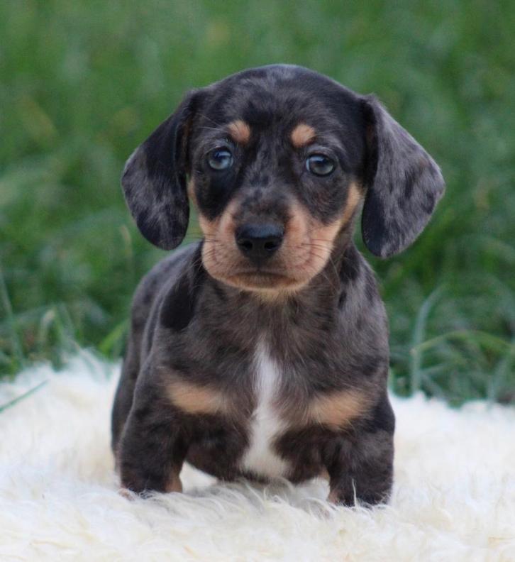 Teckel pups Merle korthaar, Dieren en Toebehoren, Honden | Teckels en Dashonden, Meerdere dieren, Korthaar, Dwerg, Fokker | Professioneel