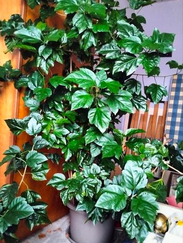 Grande plante d'intérieur 1m70 de haut, Enlèvement