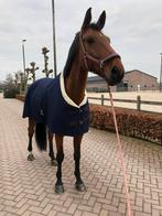 5* huisje voor welverdiend pensioen paard, Dieren en Toebehoren, Ruin, Niet van toepassing, 170 tot 175 cm, 11 jaar of ouder