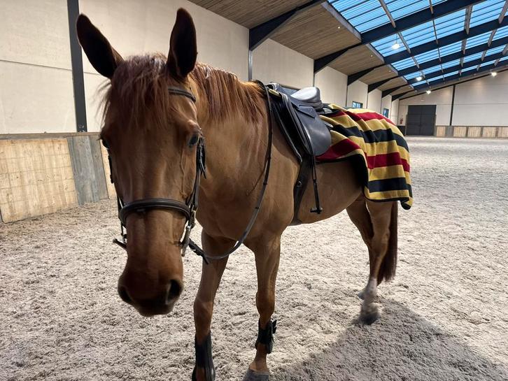 Halve stal gezocht, Dieren en Toebehoren, Paarden, Merrie, L, 165 tot 170 cm, 7 tot 10 jaar, Springpaard, Met stamboom, Gechipt