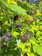 Zwarte framboosjes VERS, Tuin en Terras, Planten | Fruitbomen, Ophalen, Overige soorten
