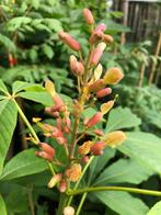 Aesculus glaucescens (dwergvorm)., Tuin en Terras, Planten | Tuinplanten, Vaste plant, Halfschaduw, Lente, Ophalen