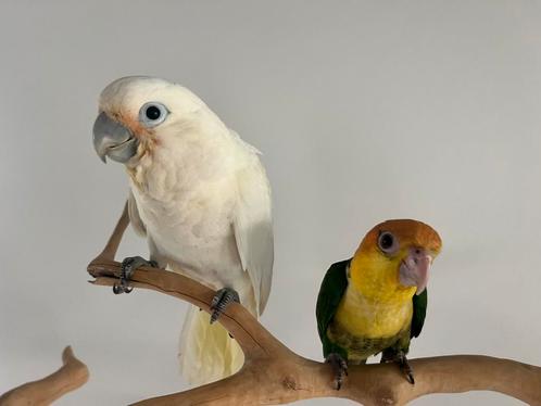 Super mooie Goffini kaketoe, Dieren en Toebehoren, Vogels | Parkieten en Papegaaien, Tam