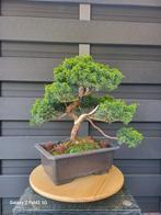 Bonsai, Tuin en Terras, Planten | Bomen, Ophalen