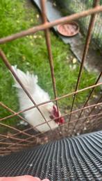 Haan met gebroken poot zoekt nieuw huisje, Dieren en Toebehoren, Pluimvee
