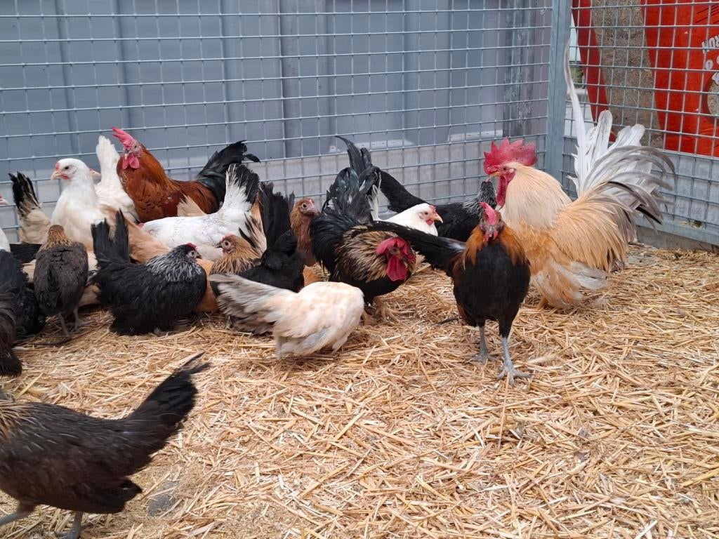 Chabo en hollandse kriel kipjes . Ruime keuze, Dieren en Toebehoren, Pluimvee, Kip, Meerdere dieren