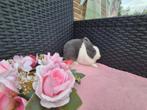 Lief Mini dwergkonijntje voedstertje, Dieren en Toebehoren, Konijnen, Vrouwelijk, Dwerg, 0 tot 2 jaar