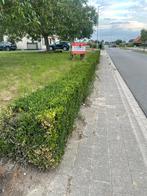 gratis uit te halen buxus +- 21 m, Tuin en Terras, Ophalen, Buxus