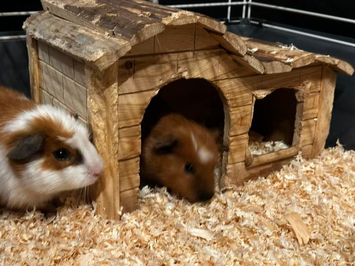 2 cobayes mâles (6 mois) avec cage et accessoires, Animaux & Accessoires, Rongeurs, Mâle, Cobaye, Septembre