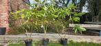 3 x brugmansia wit, Tuin en Terras, Planten | Tuinplanten, Ophalen