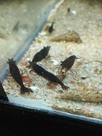 Black sakura garnalen neocaridina, Kreeft, Krab of Garnaal, Zoetwatervis