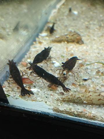 Black sakura garnalen neocaridina beschikbaar voor biedingen