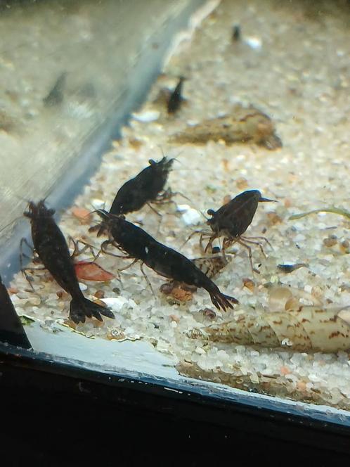 Black sakura garnalen neocaridina, Dieren en Toebehoren, Vissen | Aquariumvissen, Zoetwatervis, Kreeft, Krab of Garnaal