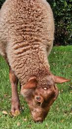 3 Ardeense Voskop lammeren, Meerdere dieren, Schaap, 0 tot 2 jaar