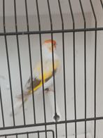 Isabel witkeel putter man 2025, Dieren en Toebehoren, Vogels | Kanaries