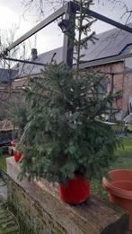 Prachtige sterke zilverspar in pot  Picea Omorika, Tuin en Terras, In pot, Overige soorten, Herfst, Ophalen