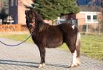 Grote maat shetlander, Niet van toepassing, 0 tot 2 jaar, Hengst, A pony (tot 1.17m)