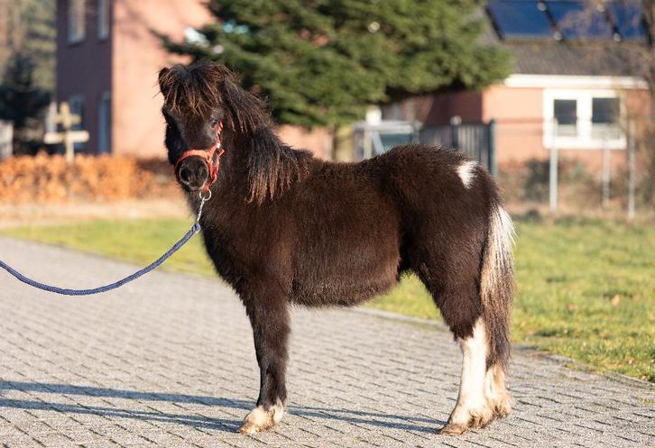 Grote maat shetlander, Dieren en Toebehoren, Pony's, Hengst, Niet van toepassing, A pony (tot 1.17m), 0 tot 2 jaar, Gechipt, Ontwormd
