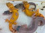 Grote keuze aan geckos en andere hagedissen, Dieren en Toebehoren