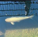 Koi’s, Dieren en Toebehoren, Karper of Koi