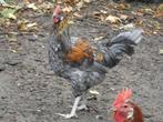 jonge haan australorp x leghorn, Mannelijk, Kip