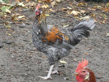 jonge haan australorp x leghorn beschikbaar voor biedingen