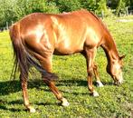 Mr Medicine – prachtige chesnut ruin met stamboek, Dieren en Toebehoren, Gechipt, Ruin, Zadelmak, 170 tot 175 cm