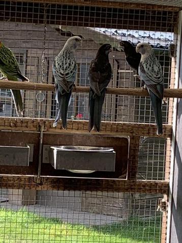 Perruches Roselia, Plusieurs animaux, Perruche, Bagué