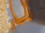 Hypo 100% het scaleless 66% caramel, Dieren en Toebehoren